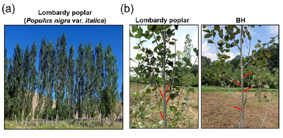 유전자 편집으로 나무 모양 바꿔
