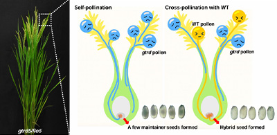 잡종 벼 생산의 난제를 풀다